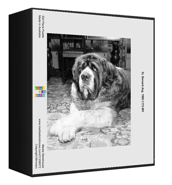 St. Bernard dog. 1960 C115-001