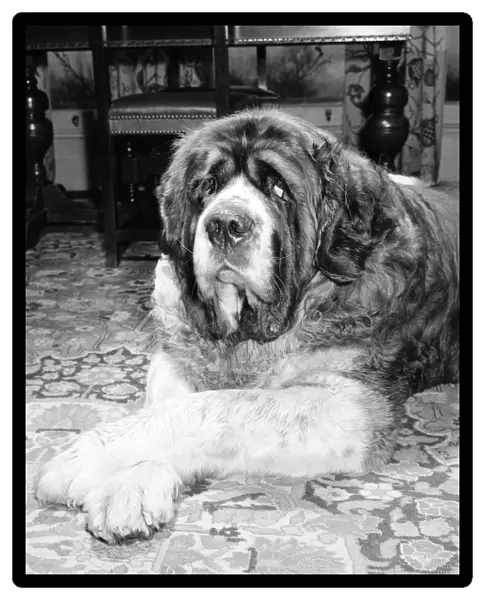 St. Bernard dog. 1960 C115-001