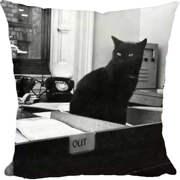 Peta gets VIP Welcome: Black cat Peta sits in an 'in'