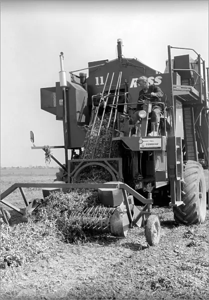Farming: Ross Pea picking machine. 1964 A1201