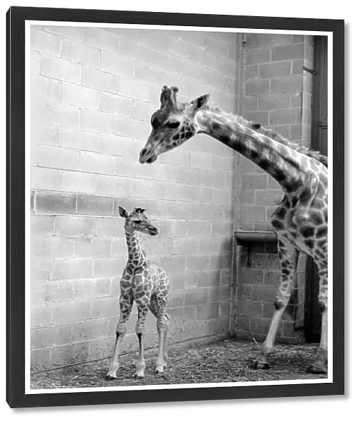 Rebecca seen here with her mother Jezebel at Chessington Zoo