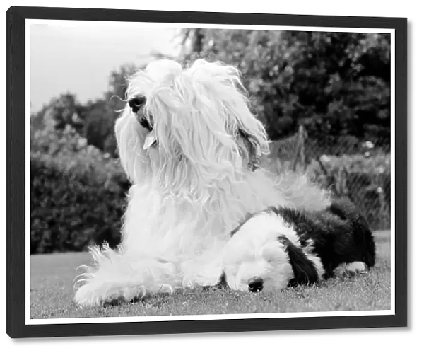 Old English Sheepdogs: When you re only seven weeks old