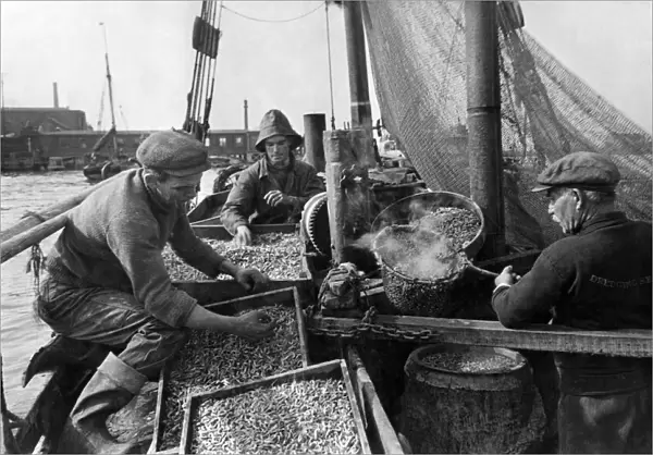 Thames yields harvest of shrimps at Gravesend, Kent Skipper Henry Sutherland is