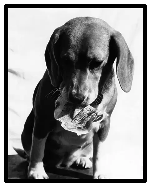Animals Dogs Beagle Humour. October 1970 P000592