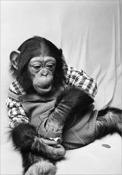 Animals: Cute: Chimp. March 1975 75-01526-007