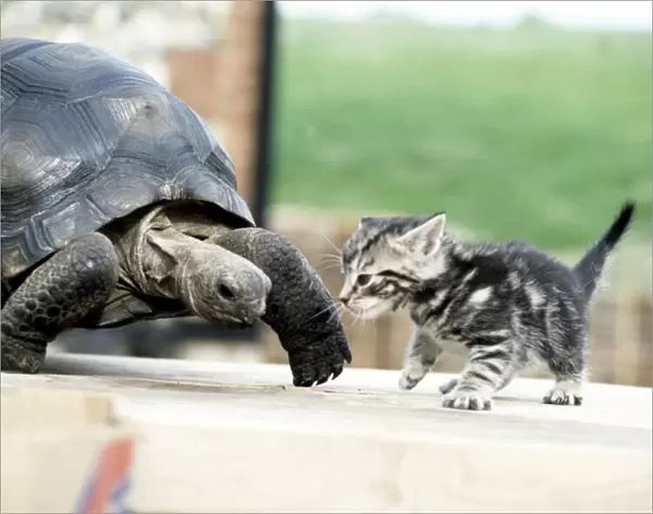 Lightning, the 10 year old giant tortoise, meets a four week old kitten. June 1983