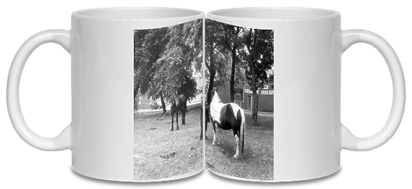 Gypsy horses on Newcastles Nuns Moor in June 1989