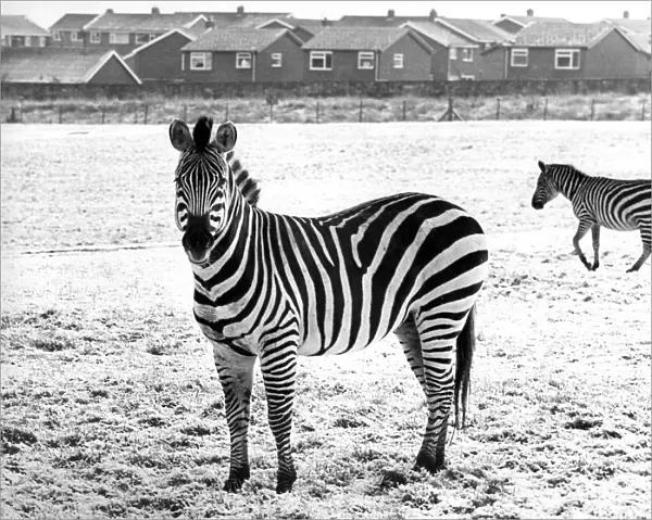 Zebras in the snow at Lambton Pleasure Park in January 1978