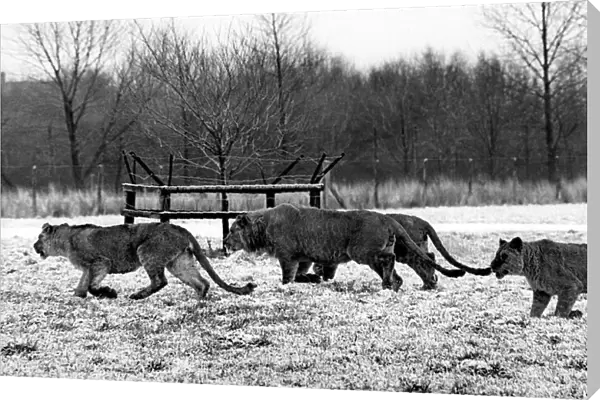 Lions running round in the snow at Lambton Pleasure Park in July 1978