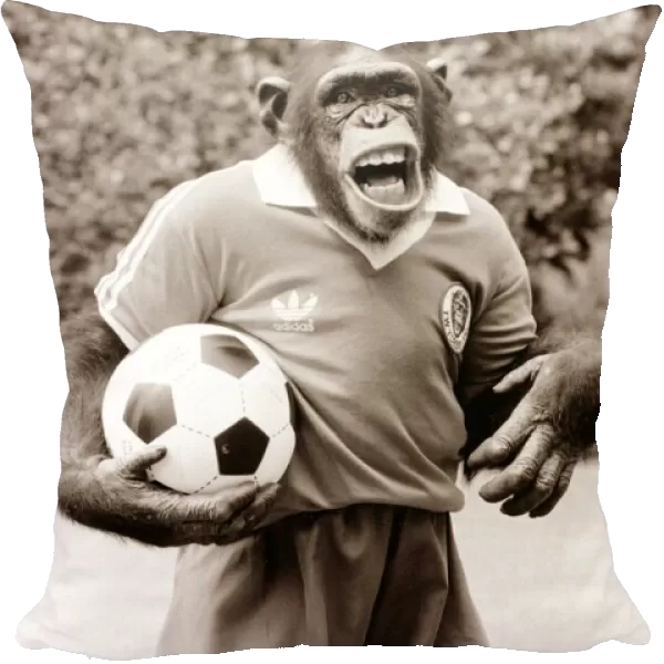 Charlie the chimp tries out as New England football coach