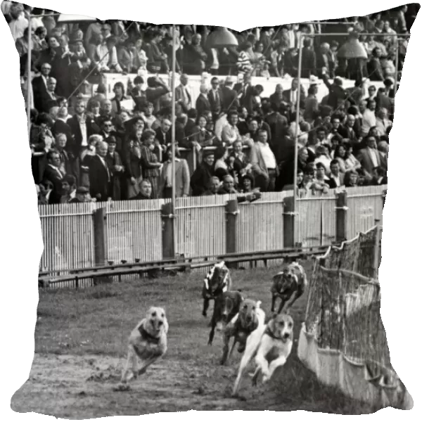 Sport - Greyhound Racing - Cardiff - Greyhounds race around the track at Cardiff Arms