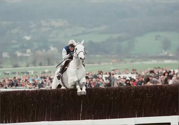 Desert Orchid leads the field in the 1990 Cheltenham Gold Cup 17th March 1990