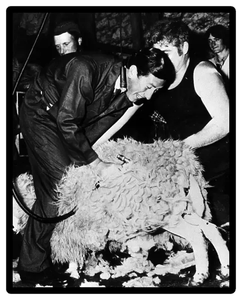 Prince Charles sheep shearing July 1979
