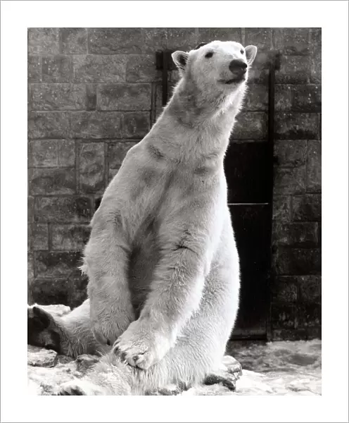 Clyde the Polar Bear - January 1985 at home in the snow at Chesington Zoo