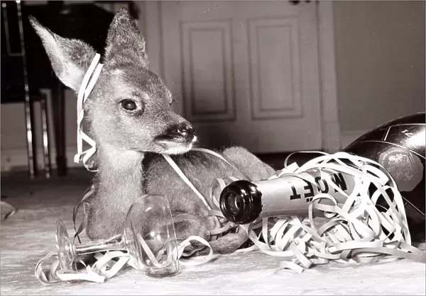 Kiss-Kiss the baby deer with a bottle of champagne at her owners home at Kilverstone