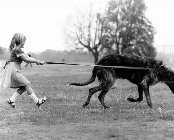 Animals Dogs Irish Wolfhound Billie Jo Hibberd (5