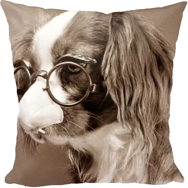 King Charles Cavalier Spaniel wearing comedy glasses with a plastic nose