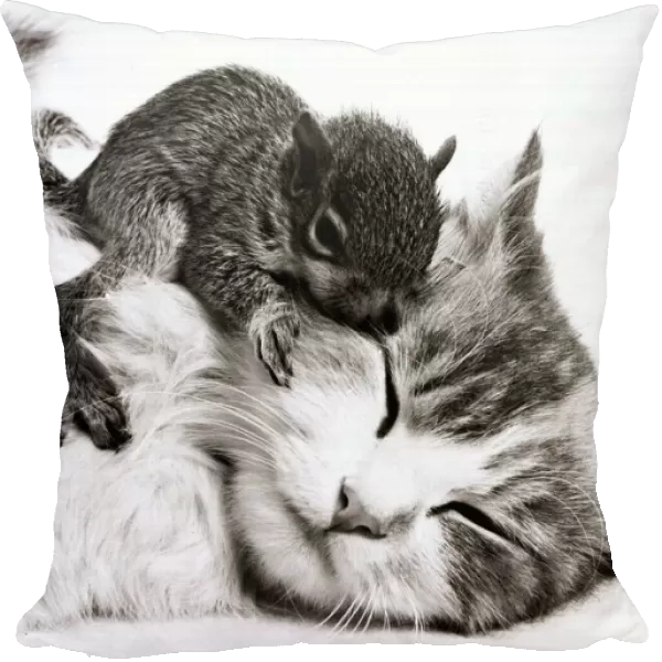 Susie the cat with her newly adopted orphaned baby squirrel at her home in Allenton