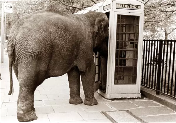 An elephant attempts to use a phone booth