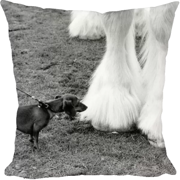 A miniature Dachshund takes a closer look at the hoof of a Shire Horse at the Shire Horse