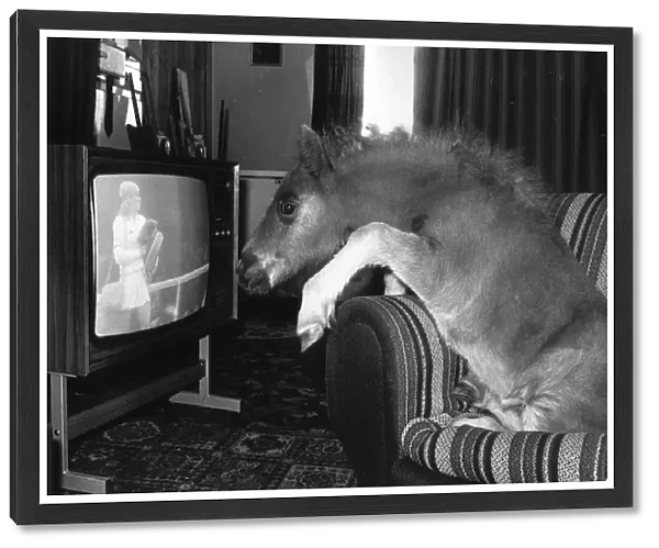 Animals Horses Ponies Foals. Clyde the 3 month old foal sits on a sofa watching TV