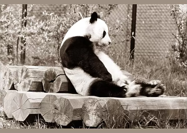 A panda sits and contemplates his day at the zoo, sitting on top of a pile of logs