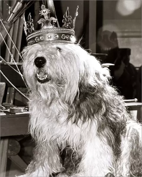 An Old English Sheepdog wearing a crown sitting on a throne