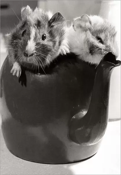Two guinea pig playing inside a teapot at Crystal Palace Childrens Zoo in South London
