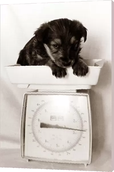 This little puppy is tiny - as shown by his weight on these kitchen scales