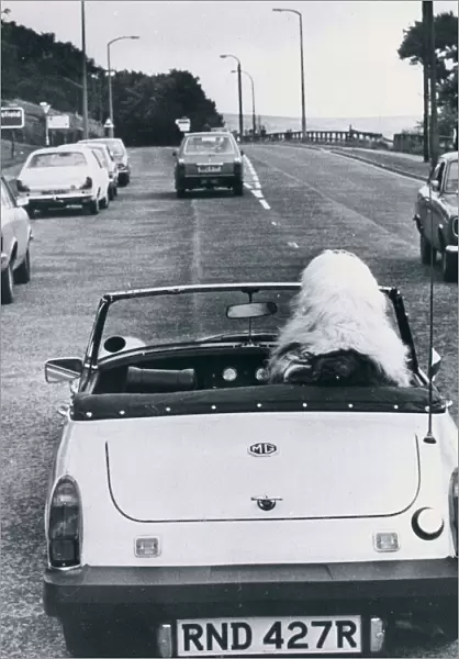 Old English sheep dog dog at steering wheel driving sports car MG Sports car