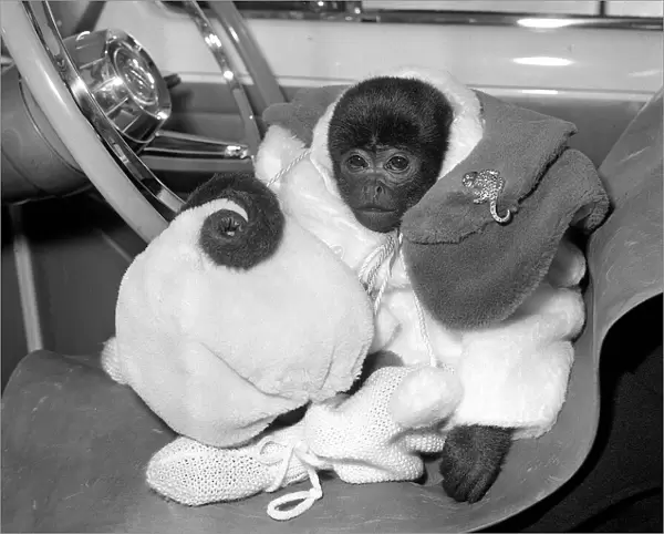Animals Monkeys January 1959 Jo-Jo the South American is a lucky monkey