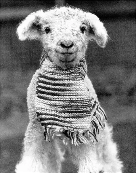 Animals Sheep lambs Decmber 1988 This lamb was kept warm by its knitted scarf
