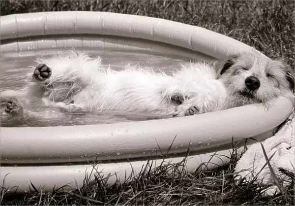 Danny the Jack Russell relaxes in an inflatable paddling pool in the garden of his owner