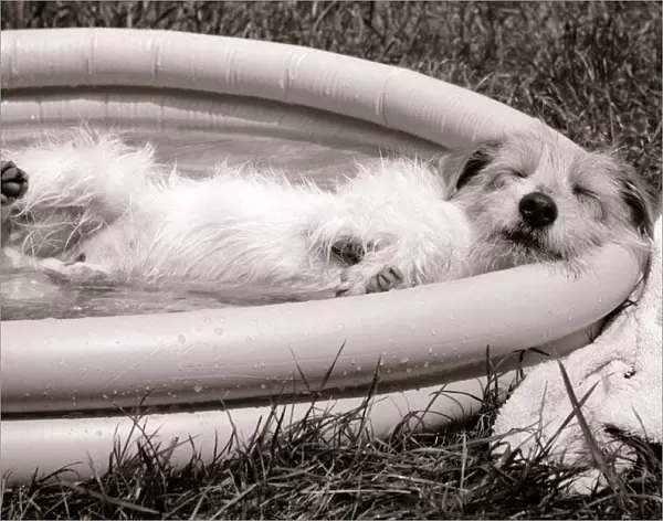 Danny the Jack Russell relaxes in an inflatable paddling pool in the garden of his owner