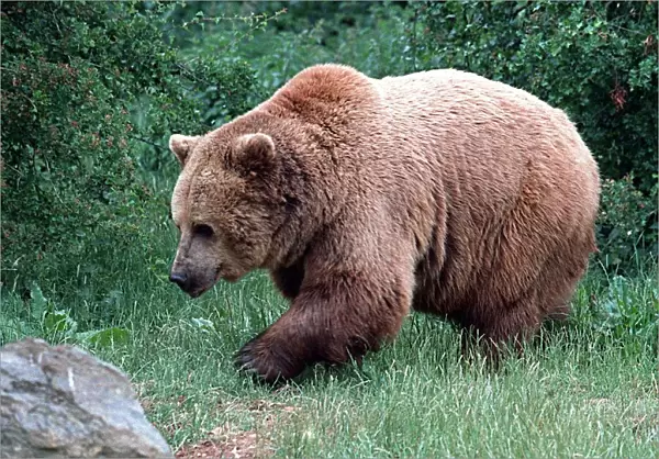 Animals Brown Bear Whipsnade Zoo June 1997