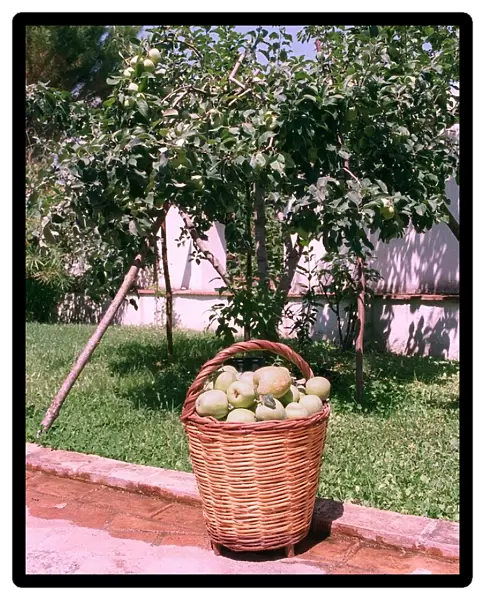 Apples Italy Apple Tree