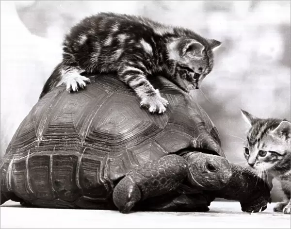 Two young kittens playing with a slow moving giant tortoise 1983 A©