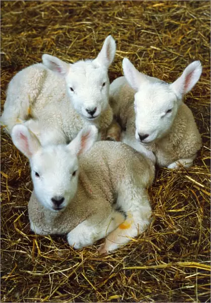 Three new born lambs