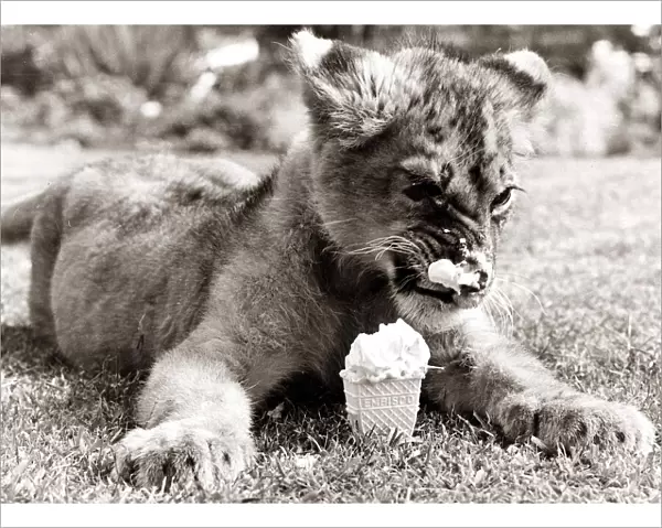 Lion Cub cools off in the heat with an ice cream - August 1977