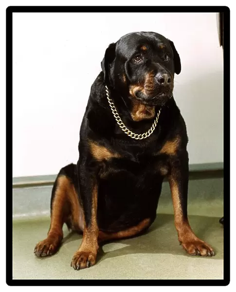A Rottweiler dog February 1992
