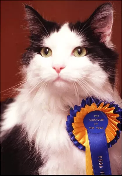 Frankie the Cat July 1998 Scottish Pet Survivor of the Year award by