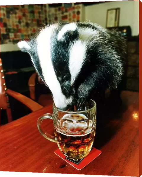 Teka the Badger makes a real beast of herself with a beer