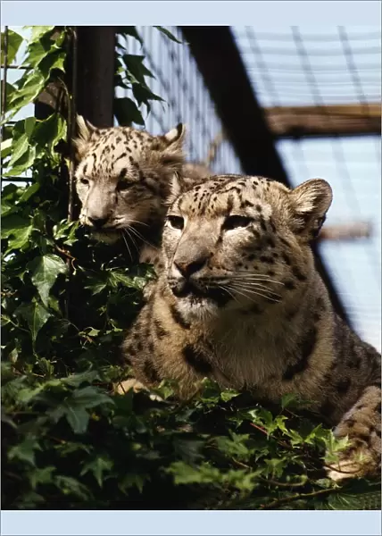 Snow leopard cub Raisa with mother Sham August 1993