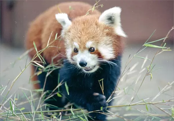 Red panda bear waking through bamboo circa 1985