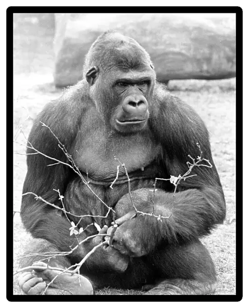 A gorilla pictured at Twycross Zoo, Warwickshire. 4th May 1984