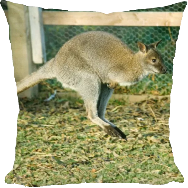 A hopping wallaby