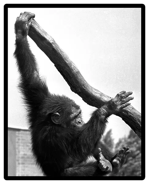 A chimpanzee climbing a tree at Twycross Zoo, Warwickshire. 14th June 1984
