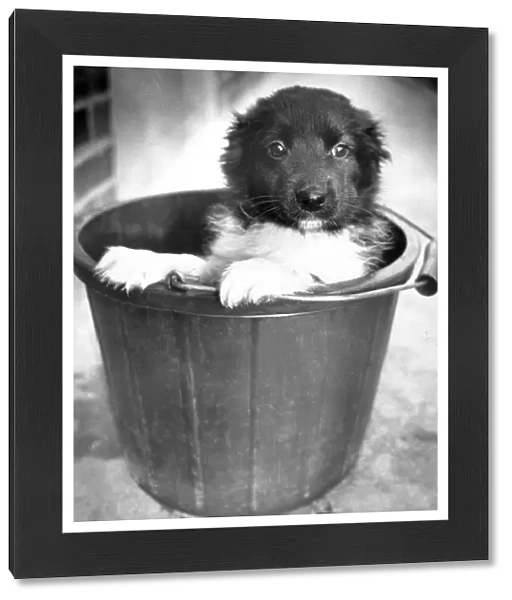 Little Joe, a dumped dog sits in a bucket at Coventrys RSPCA kennels