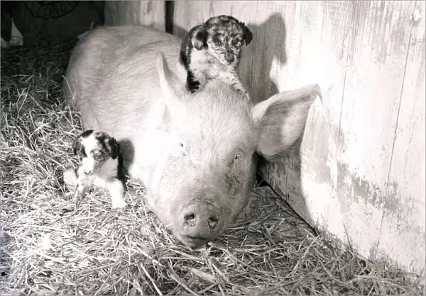 Pig adopts puppies Mother pig and piglet with baby dogs September 1956