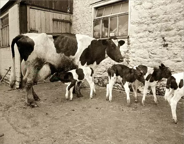 Cow gives birth to quads February 1967 A©Mirrorpix